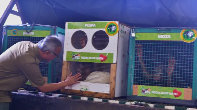 Dirjen Sumber Daya Alam dan Ekosistem Kementerian Lingkungan Hidup dan Kehutanan Tachrir Fathoni saat melepas Puspa.