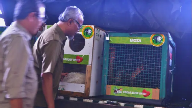 Orangutan Moza ditemukan di Kuwait dan dilaporkan oleh otoritas bandara Kuwait ke KBRI pada Januari 2015.
