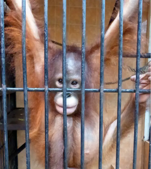 Orangutan Moza nantinya akan dilepasliarkan di kawasan pelepasliaran milik Yayasan BOS di Kalimantan Tengah.