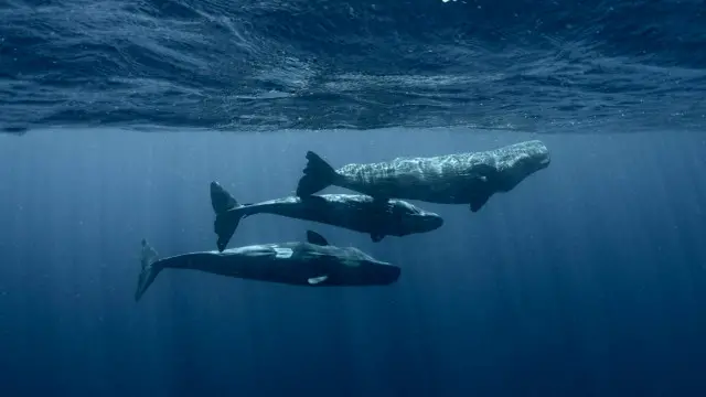 Filhotes levam dois anos para aprender a fazer os tiposin bet 365coda (clique)in bet 365forma apurada