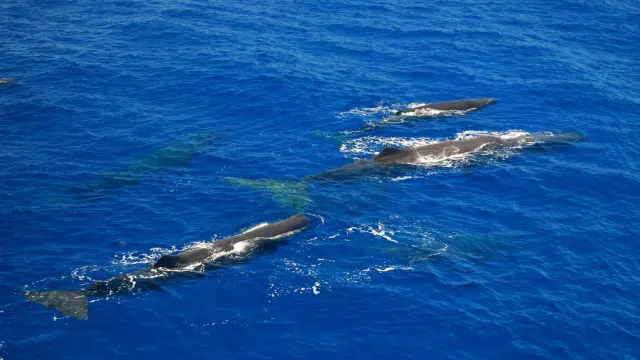Cachalotes machos podem ser até três vezes maiores do que fêmeas adultas