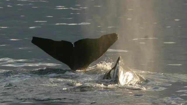 O cachalote produz vocalizações usando o nariz