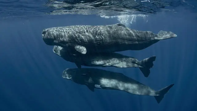 Gruposin bet 365filhotes costumam ficar na superfície enquanto as  fêmeas caçam lulas no fundo do oceano