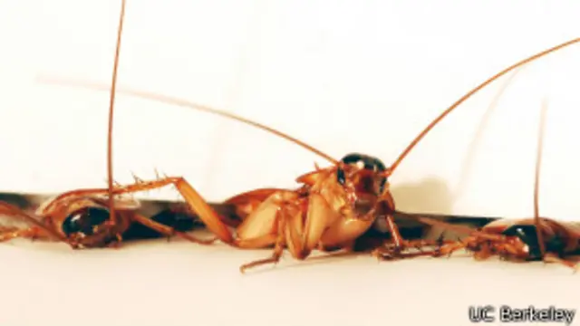 Cucarachas en grieta