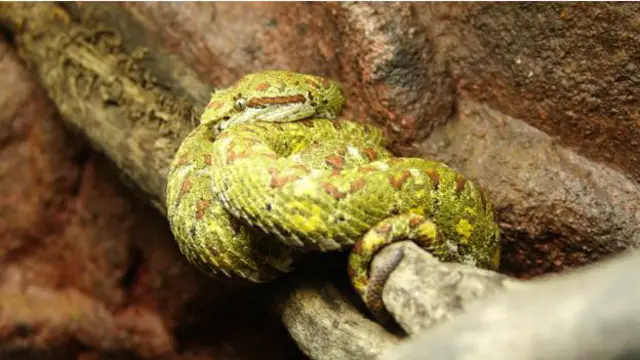 Una serpiente venenosa