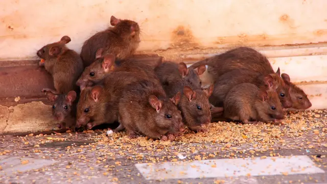 Ratas en el templo