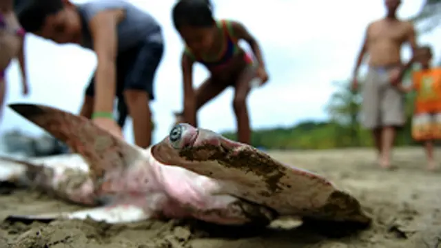 Tiburón martillo en una playa de Costa Rica