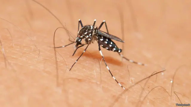 البعوضة المسببة للفيروس