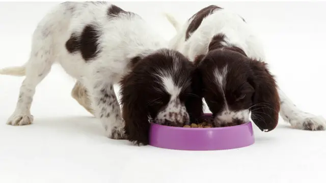 Две собаки едят вместе