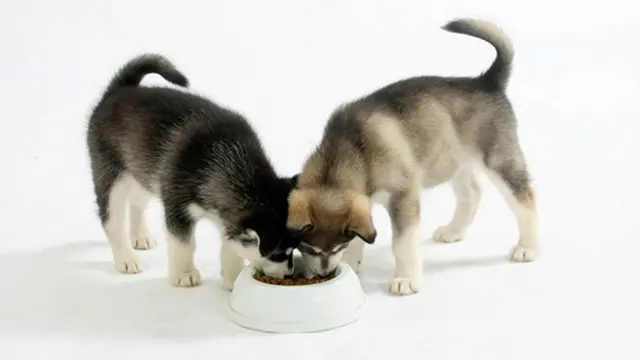 Собаки бывают добры к своим четвероногим приятелям