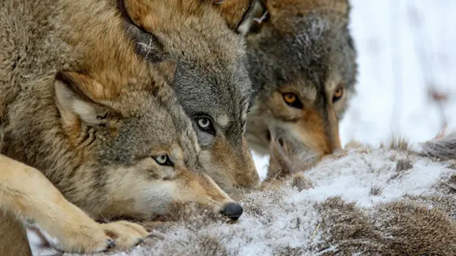 Связано ли просоциальное поведение собак с дикой жизнью их предков?