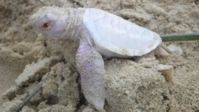 Coolum ve North Shore sahil doğa gönüllüleri küçük kaplumbağanın fotoğrafını da çekti.