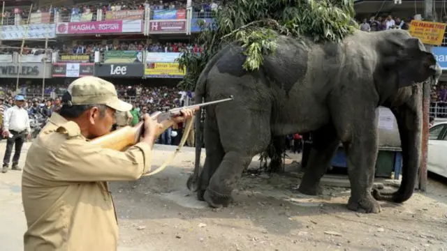 Слон на улицах города