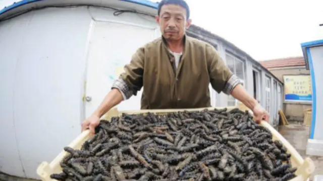 对亚洲人来说，海参的关键在于口感(图片来源：Getty Images)