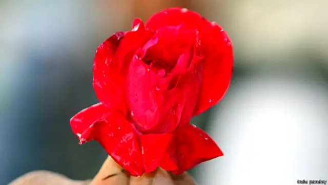 rose