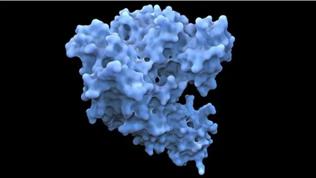 Proteínas como la Hsp70, de "choque térmico", ayudan a proteger a estos organismos de las altas temperaturas.