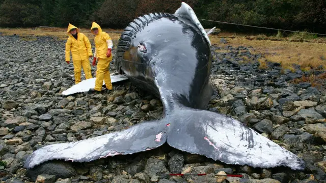 صغير حوت من نوع "الحوت الأحدب" بعدما جنح إلى الشاطئ