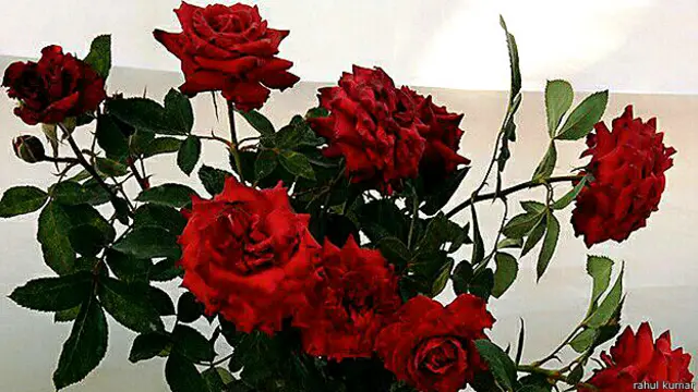 rose