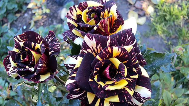 rose