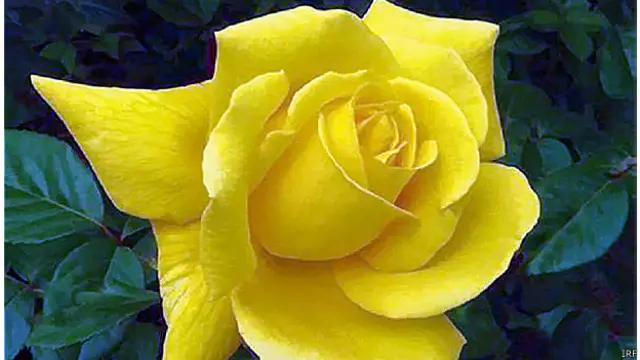 rose