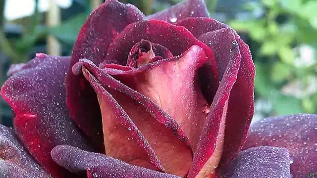 rose