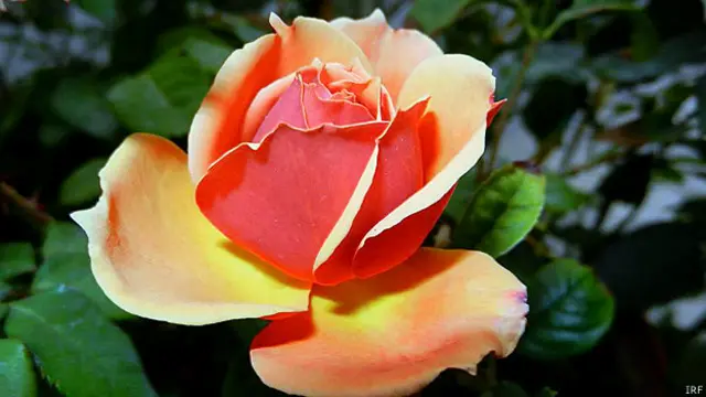 rose