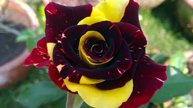 rose