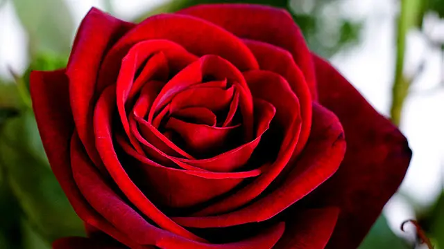 'ආදරය නම් සංකල්පය මනුසතුන්ට පමණක් නොව ගහ කොළ සහ සතුන්ටද පොදුයි'