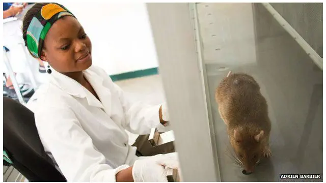 افريقا کې روزل شوي موږکان د نري رنځ معلومولو کې ډير دقيق ثابت شوي.