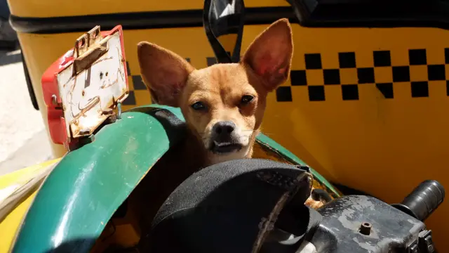 Пес в такси