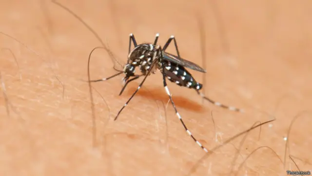 Primer Caso De Zika En Argentina Por “probable” Transmisión Sexual Bbc News Mundo 6538