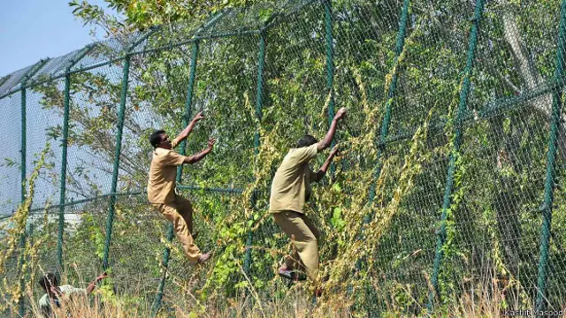 حکام کا کہنا ہے کہ پنجڑے سے نکل جانے کے بعد بھی تیندوا پارک کے اندر ہی ہے