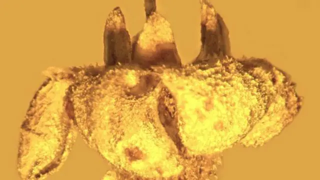 سائنس دانوں کا کہنا ہے کہ یہ عنبر کے پھولوں میں لاکھوں سال سے قید ہے