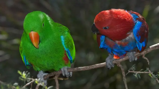 Loài vẹt Eclectus