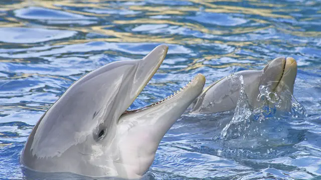 Улыбающиеся дельфины