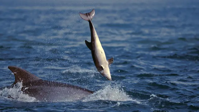 Мертвый детеныш, которого взрослый дельфин подбрасывает в воздух