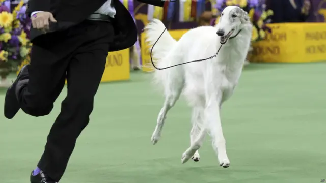 Borzoi
