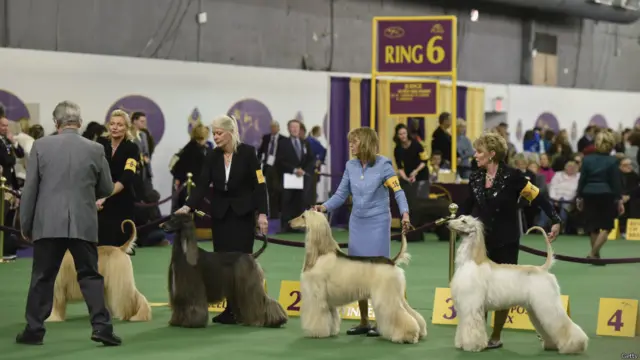 Westminster Kennel Club. 