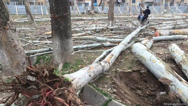 Yiqitilgan chinorlar...