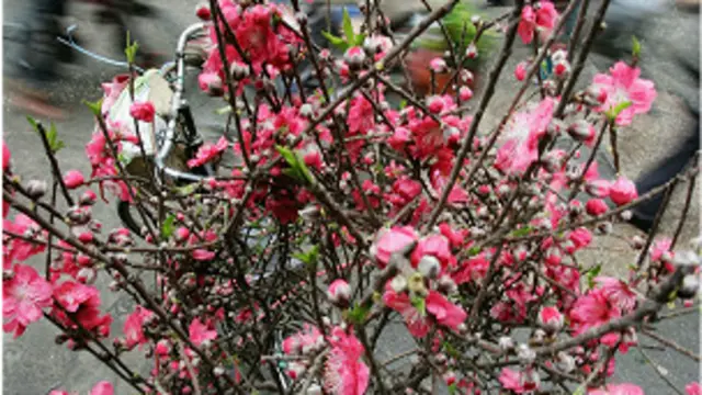 Las flores de durazno o melocotón, que representan longevidad, hacen parte de las celebraciones chinas.