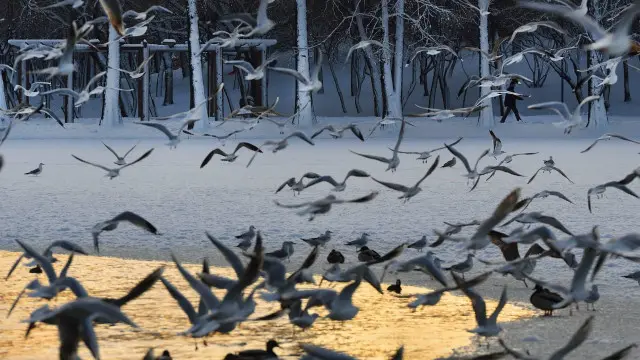 گذشتہ سال کی جانے والی پرند شماری کے تحت تقریباً پانچ لاکھ آبی پرندوں نے کشمیر کے 13 دلدلی علاقوں کا سفر کیا تھا
