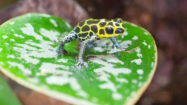 Rana venenosa imitadora