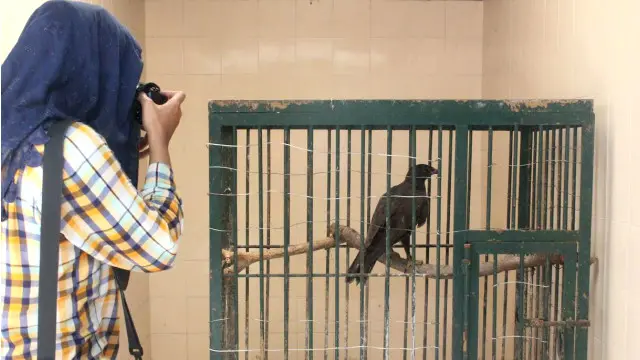 Seekor elang bondol disita dari dua tersangka di Yogyakarta yang menjadi bagian dari jaringan besar perdagangan gelap satwa langka.