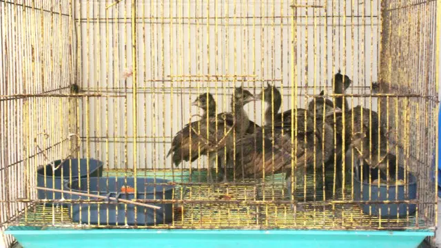 Dari tersangka pelaku perdagangan satwa, polisi menyita 13 ekor anakan burung merak.