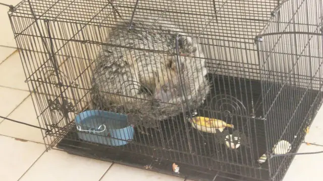 Tersangka pelaku perdagangan satwa juga berupaya menjual seekor binturung melalui internet.