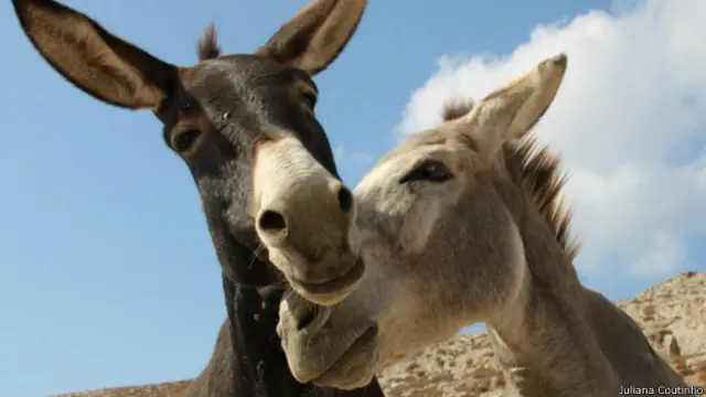 गधा जोड़ी