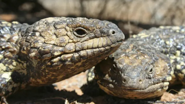 शिंग्लेबैक छिपकली