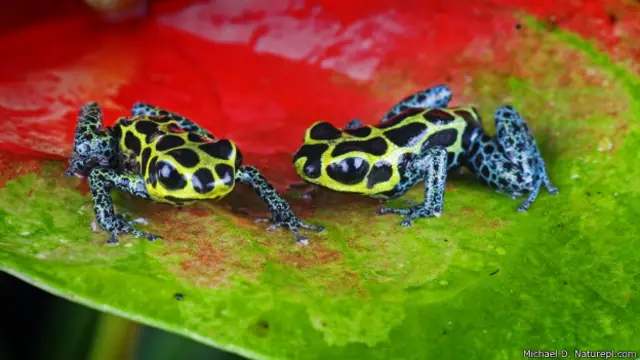 मिमिक पॉयज़न फ़्रॉग