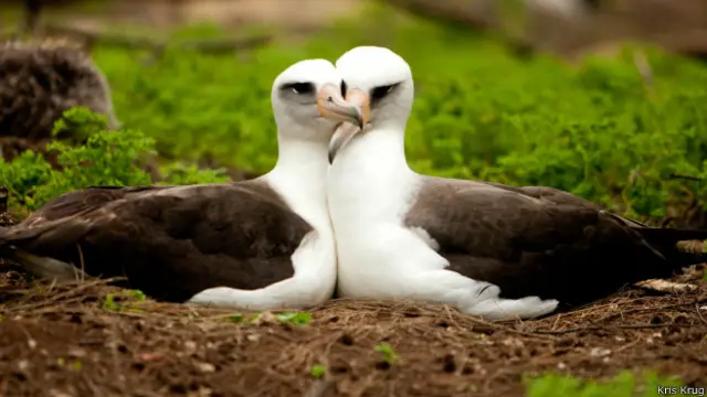 वांड्रिंग एल्बट्रॉसेस