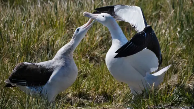 वांड्रिंग एल्बट्रॉसेस